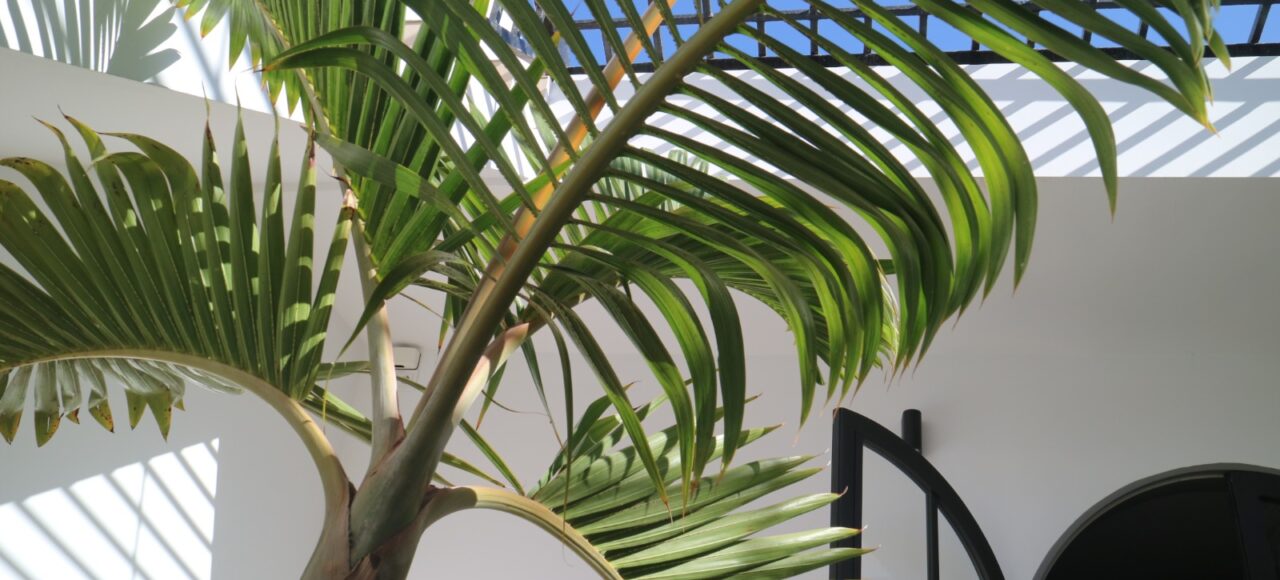 Finals Patio - Patio 1